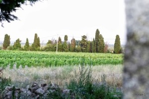 Une vue des vignes du Domaine de Suriane (Crédit photo : Robert ORSINI)